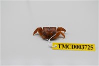 藏品(雙齒近相手蟹)的圖片